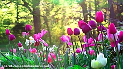 حلول ماه ربیع الاول مبارک