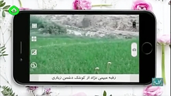 شبکه دنا - تصاویر ارسالی