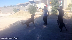 عاقبت سگ بازی خنده دار