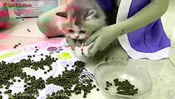 برنامه کودک ناستیا گربه ها بام...