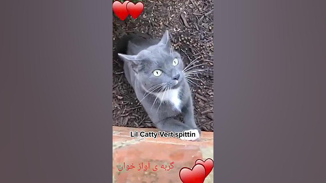 گربه داره باهاش حرف میزنهههه ساناز محمدی