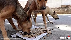 غذا دادن به حیوانات گرسنه خیاب...