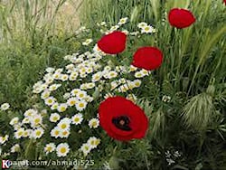 موسیقی محلی بختیاری گلمی های گ...