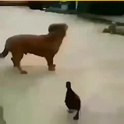 بدشانسی یعنی همین اخه جا نبود...