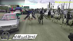 ویدئویی جذاب از مسابقه خر سوار...