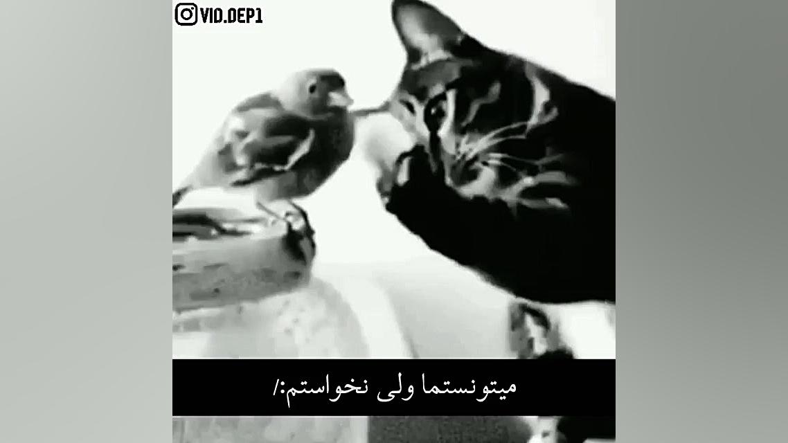 میتونستم ولی نخواستم..... ساناز محمدی