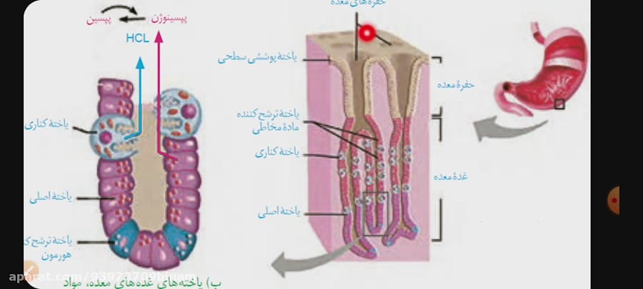 جلسه چهارم فصل دوم زیست دهم_گوارش در معده،روده باریک