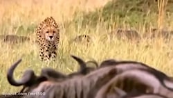 صحنه‌ای ناب از مبارزه حیو...