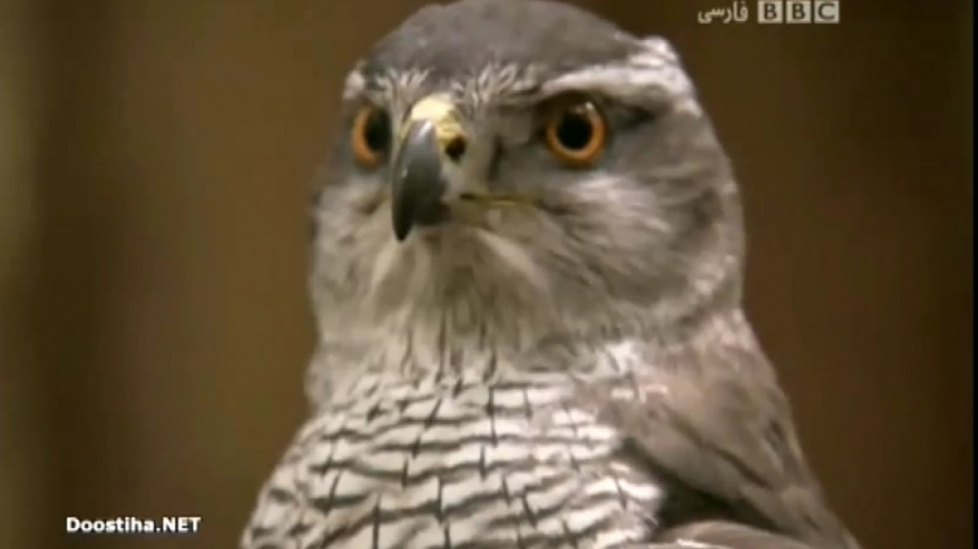 مرگ آفرینان 6 - Deadly 60 زمان4155ثانیه