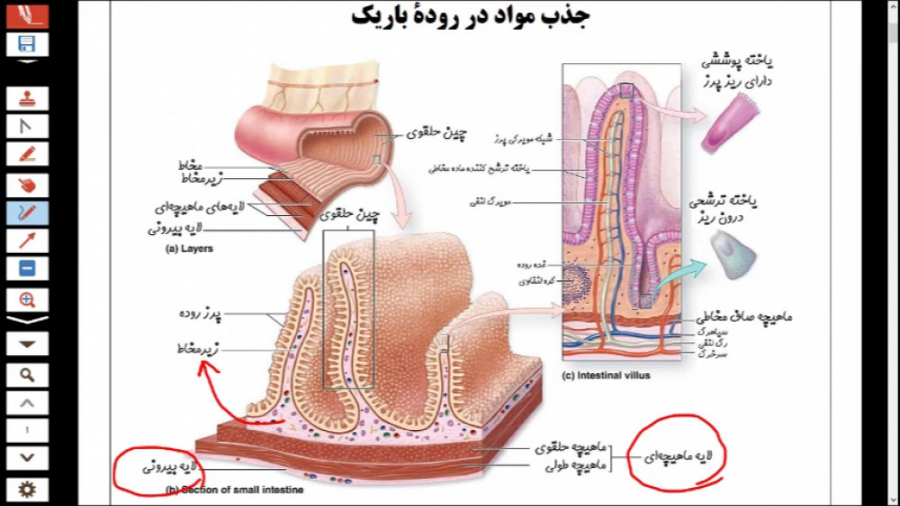 کلاس آنلاین زیست پایه دهم - فصل دوم گفتار دوم (جذب مواد و تنظیم دستگاه گوارش) آر اف فرکشنال