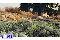 آهنگ محلی بندری