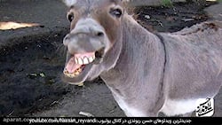 حسن ریوندی - خر شناسی از دیدگا...