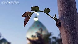 دعای ندبه امام زمان عج