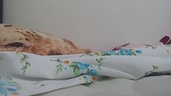 آموزش حمام کردن گربه خانگی