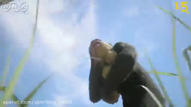 مستند زیبا از انسان های اولیه