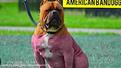 25 سگ خطرناک جهان