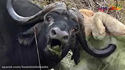 حیواناتی که شیر ها را می کشند,...