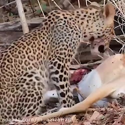 شکار غزال توسط پلنگ _ حیات وحش