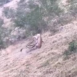 حیات وحش  تلاش بی نظیر گور خر...