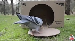 اموزش تله کبوتر