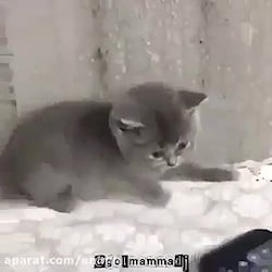 گربه خيلي خنده دار