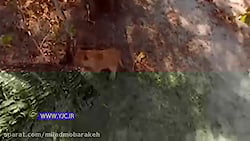 تلاش ناکام یک شیر ماده برای نج...