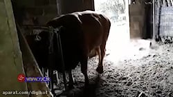 جفتک گاو به صورت سگ