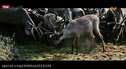 فیلم سینمایی گرگ دوبله فارسی