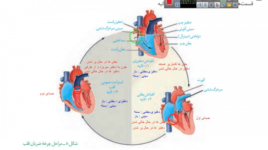 ذکر تمام نکات طلایی و مهم چرخه ضربان قلب در زیست شناسی دهم فصل گردش