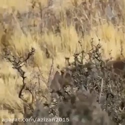 شکار آهو توسط شیر گردن کلفت