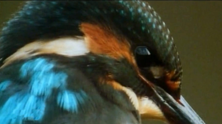 مرگ آفرینان 9 - Deadly 60 زمان4109ثانیه