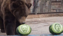 پیشگویی حیوانات از پیروز انتخا...