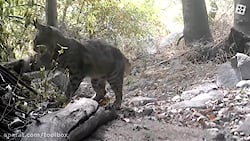 جنگ گربه وحشی با مار زنگی