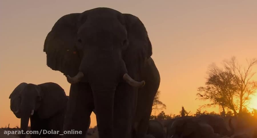 دانلود مستند خارجی فیل 2020 با دوبله فارسی زمان90ثانیه