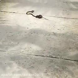 رازبقا شکار مار توسط موش وحشی