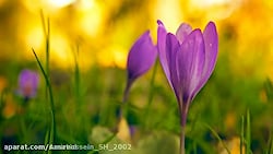  بیست هزار ارزو  محسن چاوشی