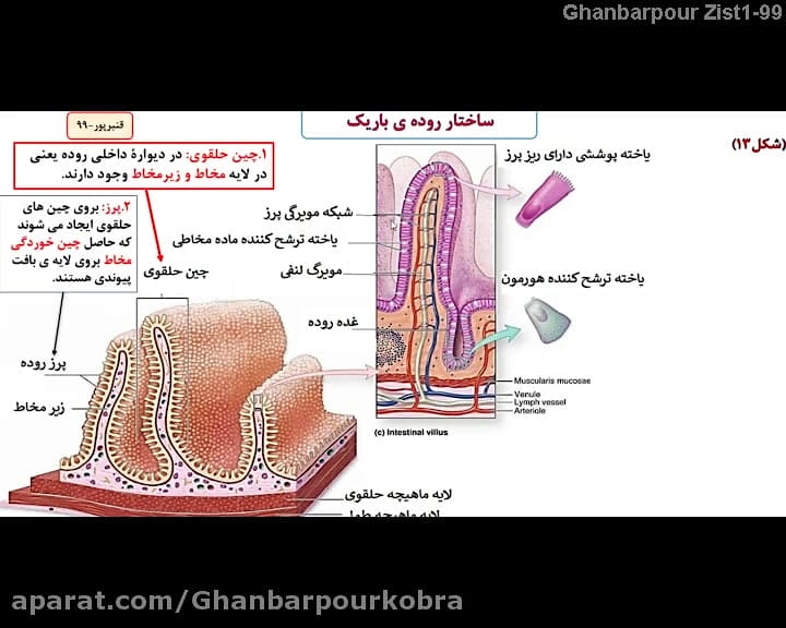 زیست1-فصل2-گفتار2:-قسمت1-جذب مواد در روده باریک