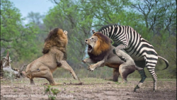 گورخر نوزاد خود را از شر شیر ن...