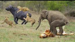نبردهای حیوانات وحشی حمله سگها...