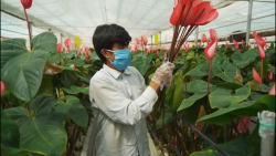 گلهای بهشت ، داستان یک سفر جذا...