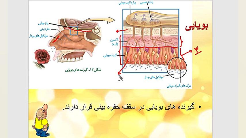 حس بویایی فصل جدید
