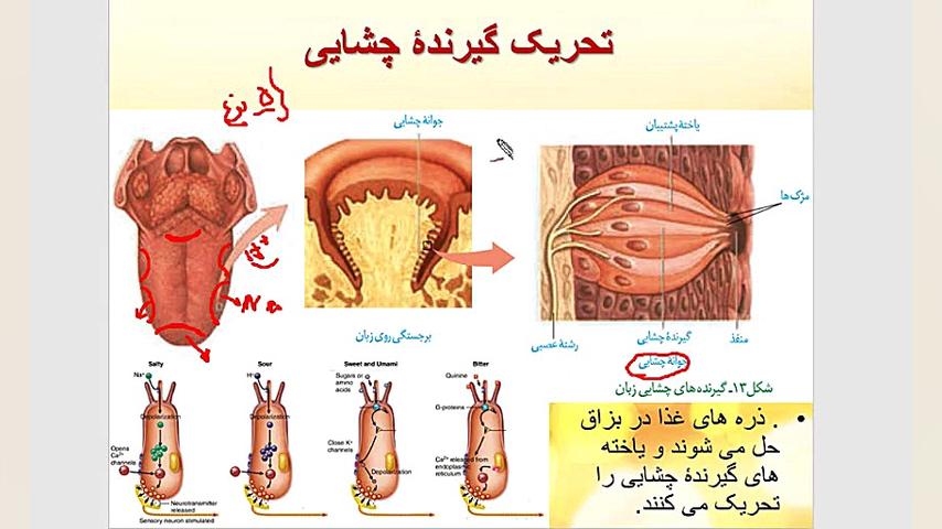 حس چشایی رفع غبغب