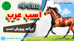 پرورش اسب - مشاوره در واتساپ 3211 373 0919