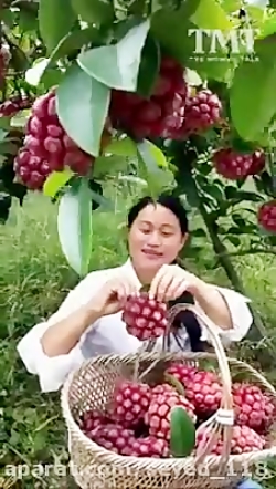 میوه‌های عجیبی که خیلی از اونا...