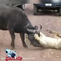 شکار گاو وحشی در حیات وحش