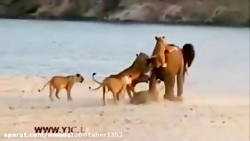 دوام اوردن شگفت انگیز فیل در م...