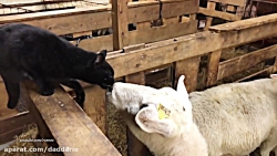 انتقام جالب گوسفند از گربه بازیگوش