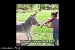 همخوانی خر با ویولن