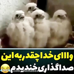 جوجه