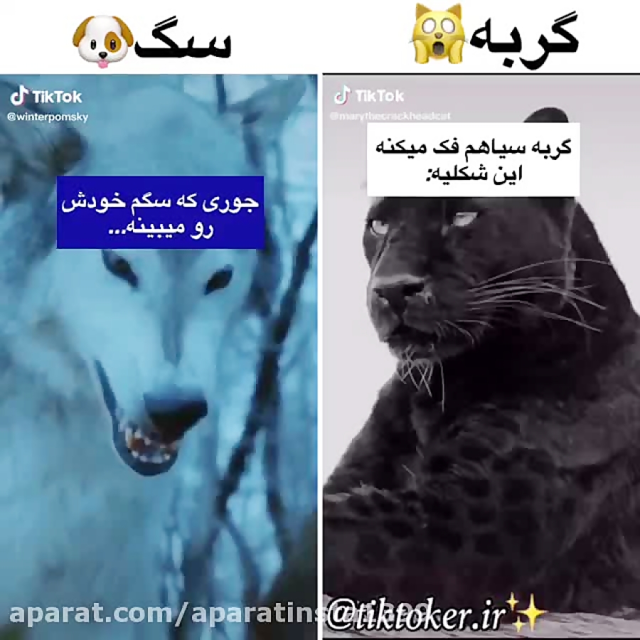 چالش تیک تاک  چالش تیک تاک جدی...